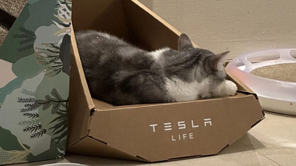 Tesla представила картонную лежанку для кошек в стиле Cybertruck